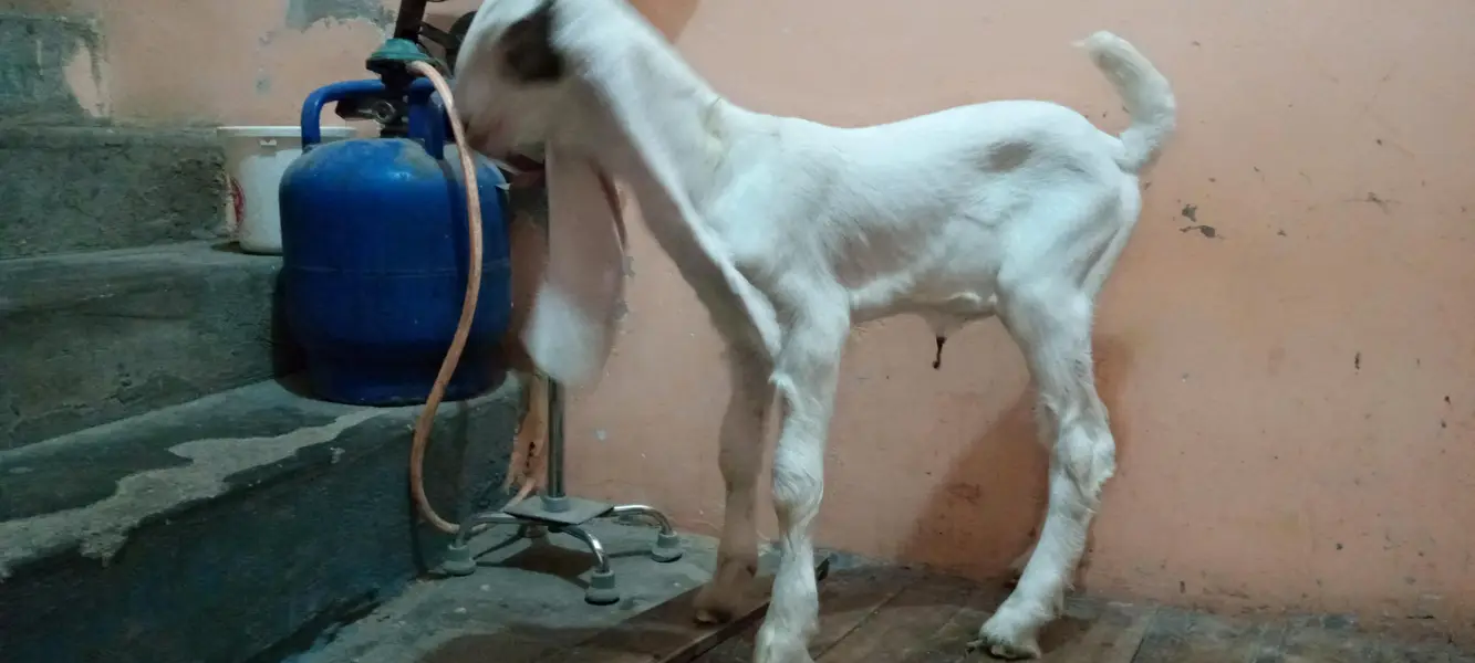 bakra for sale in karachi korangi — photo 6