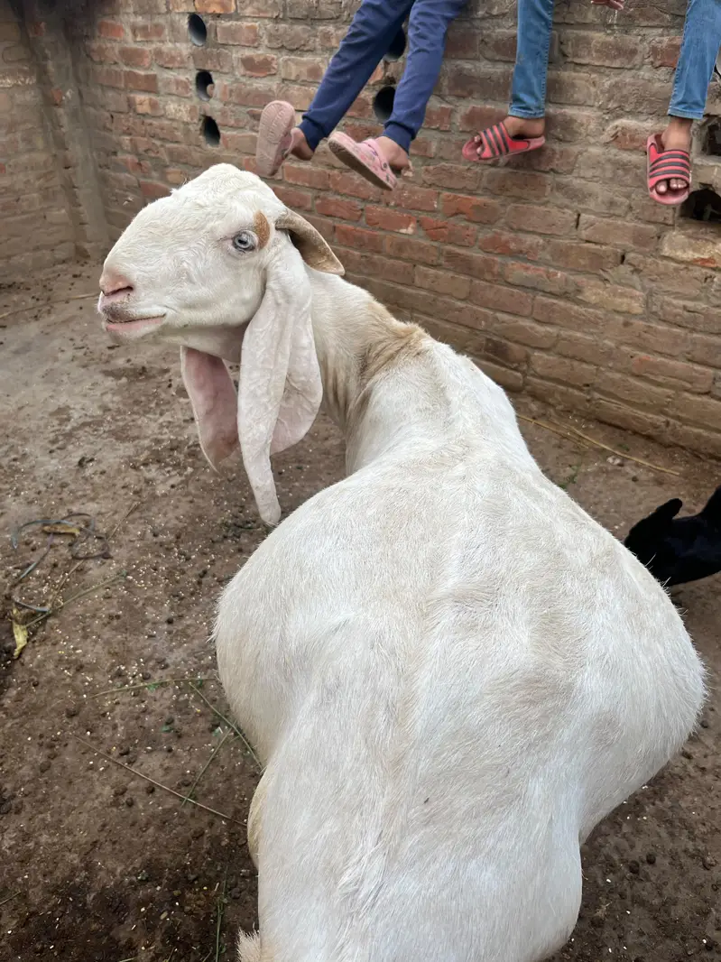 rajanpuri bakri
