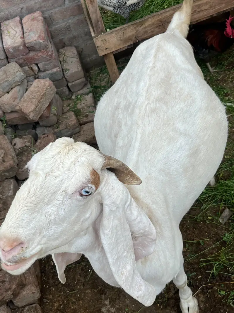 rajanpuri bakri — photo 2