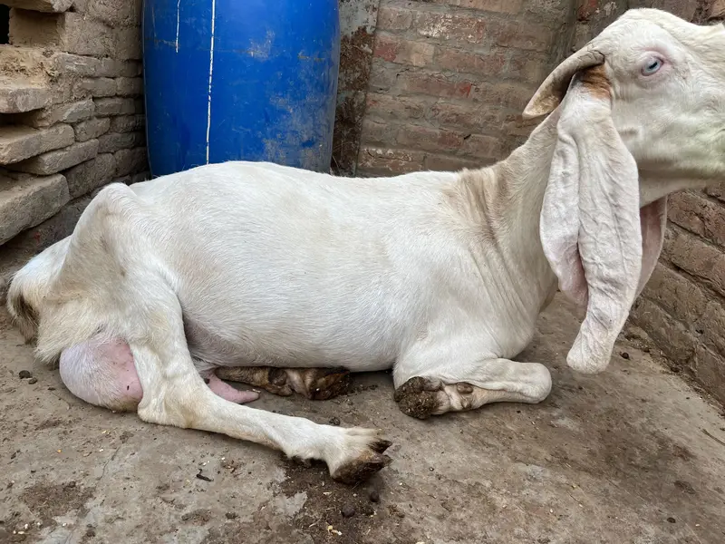 rajanpuri bakri — photo 3
