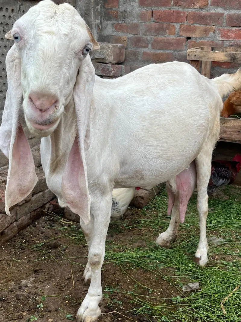 rajanpuri bakri — photo 4