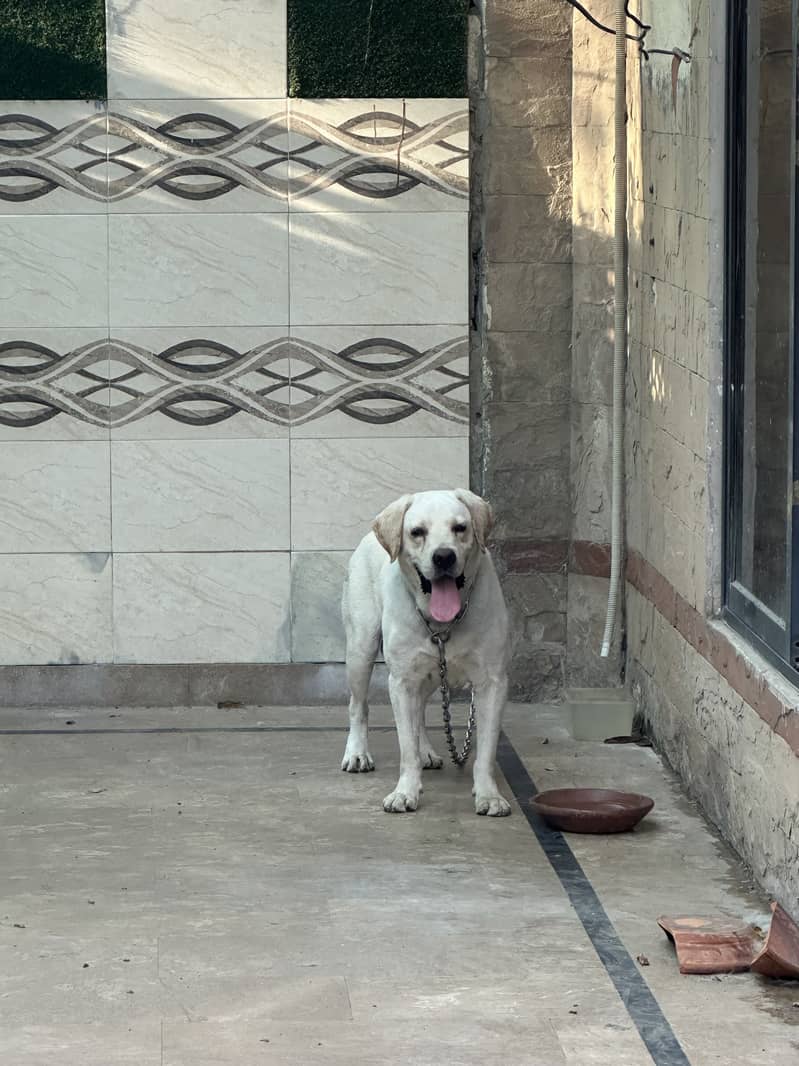 British labrador male 1