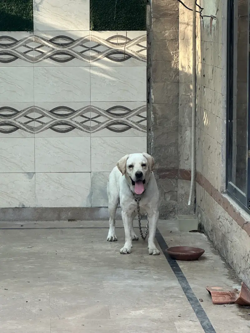 British labrador male — photo 2