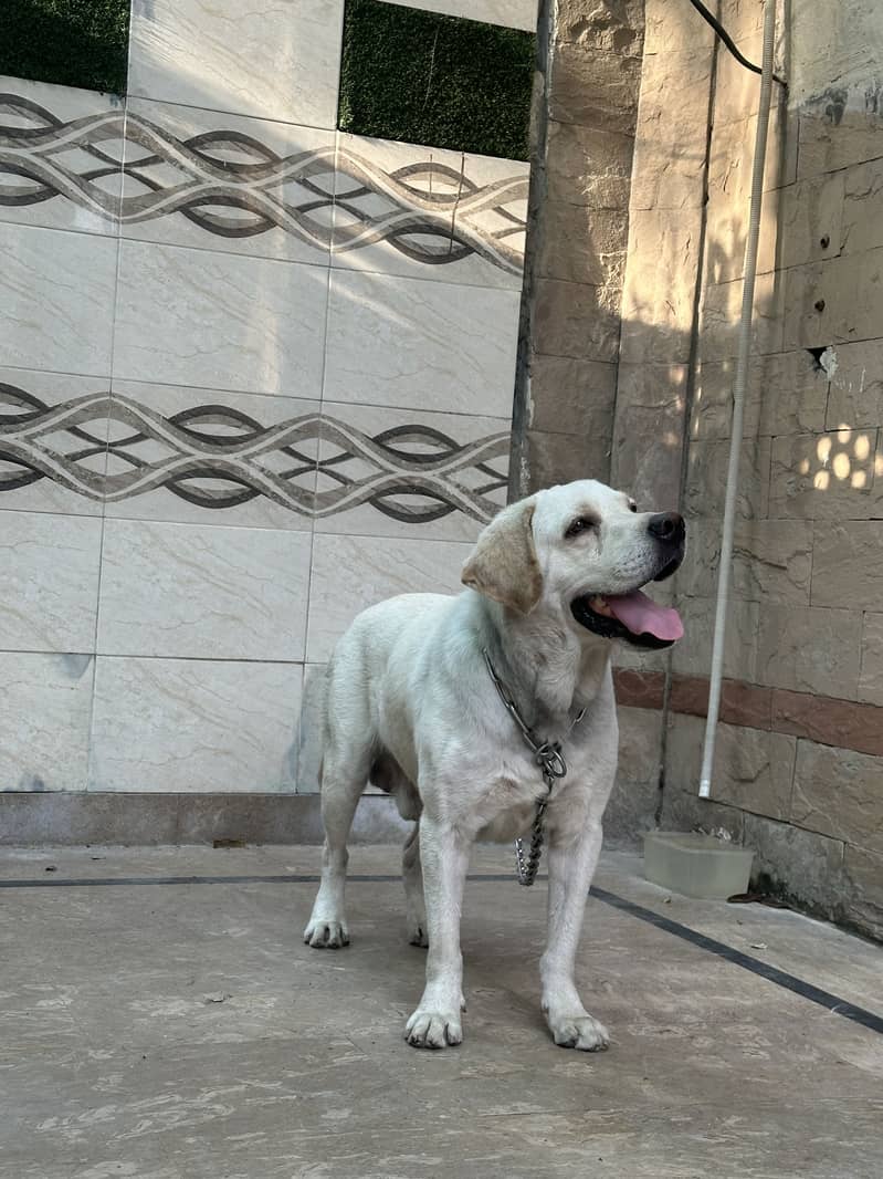 British labrador male 2