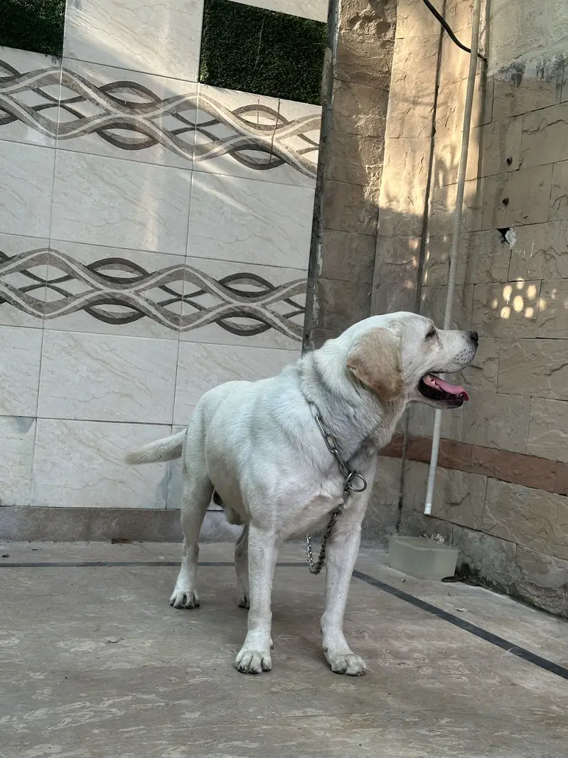 British labrador male — photo 4
