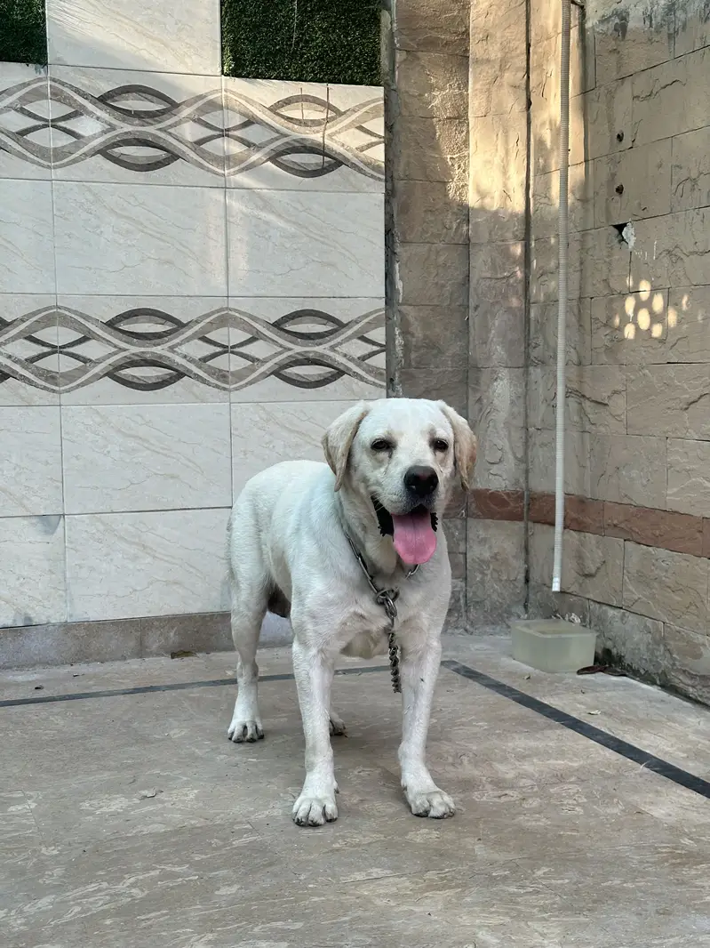 British labrador male — photo 5