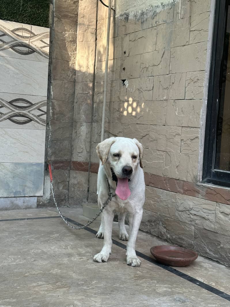 British labrador male 5