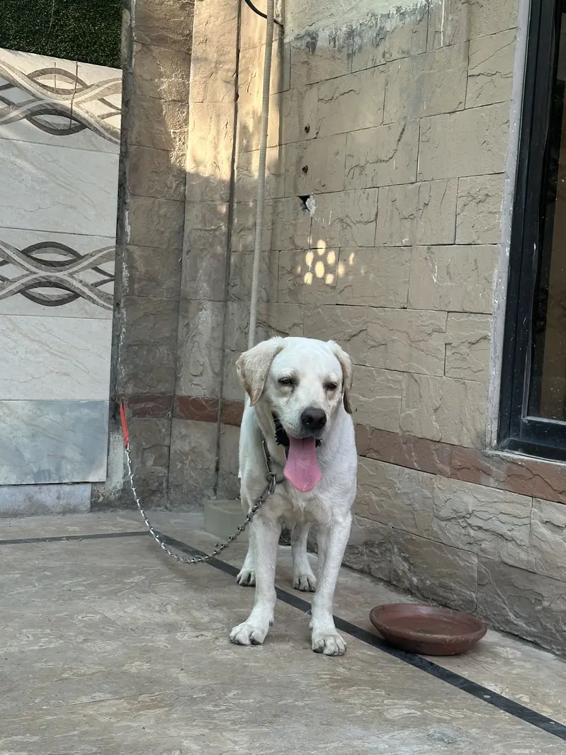 British labrador male — photo 6