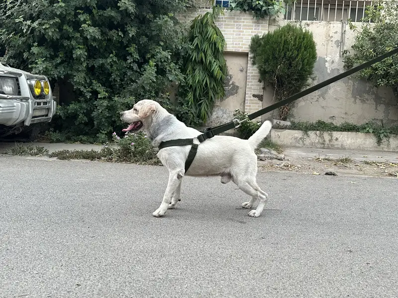 British labrador male — photo 7