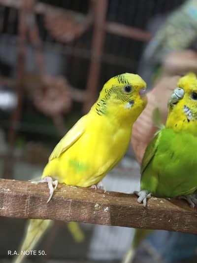 Birds for sell