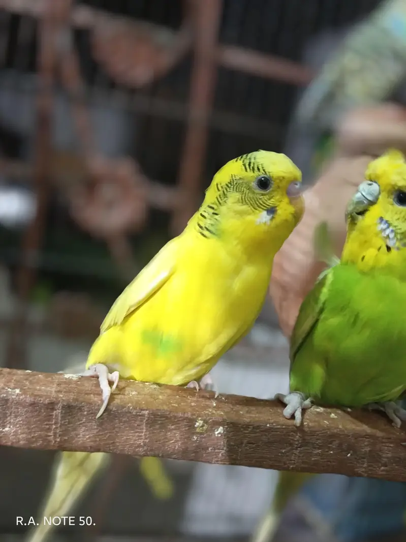 Birds for sell