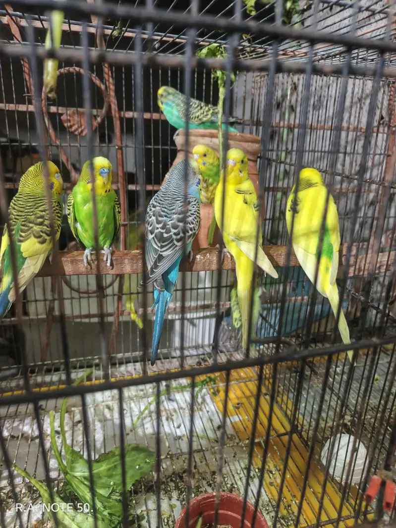 Birds for sell — photo 2