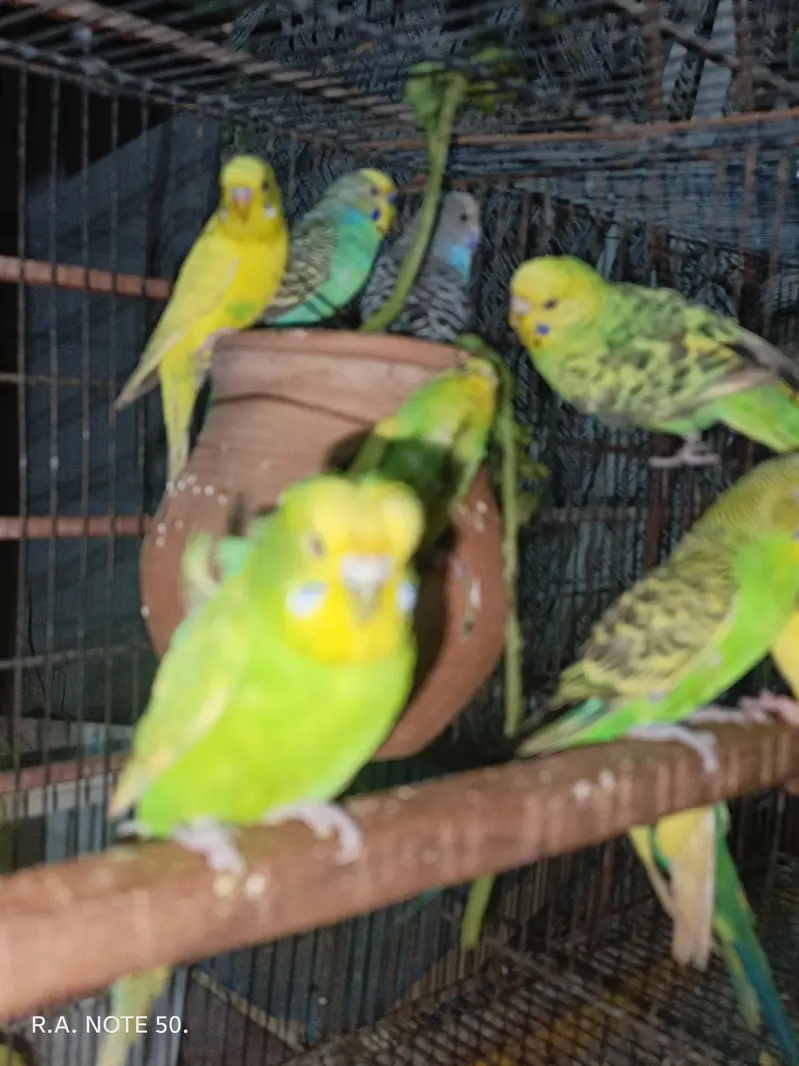 Birds for sell — photo 3