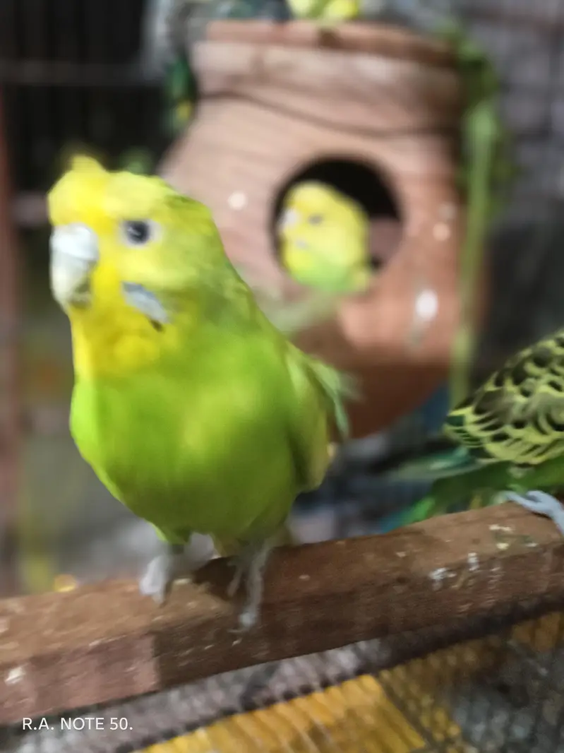 Birds for sell — photo 4