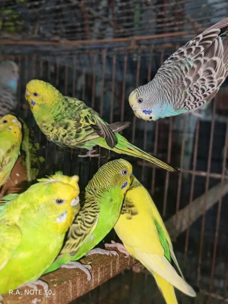 Birds for sell — photo 6
