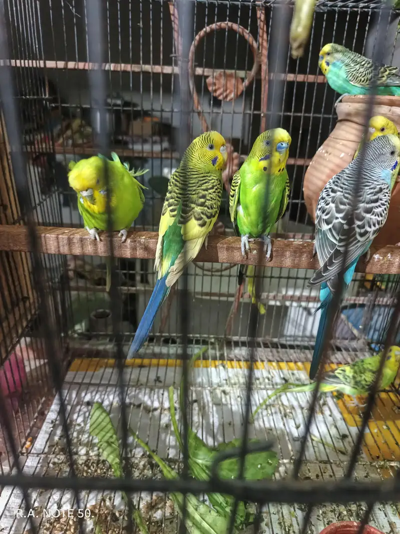 Birds for sell — photo 7