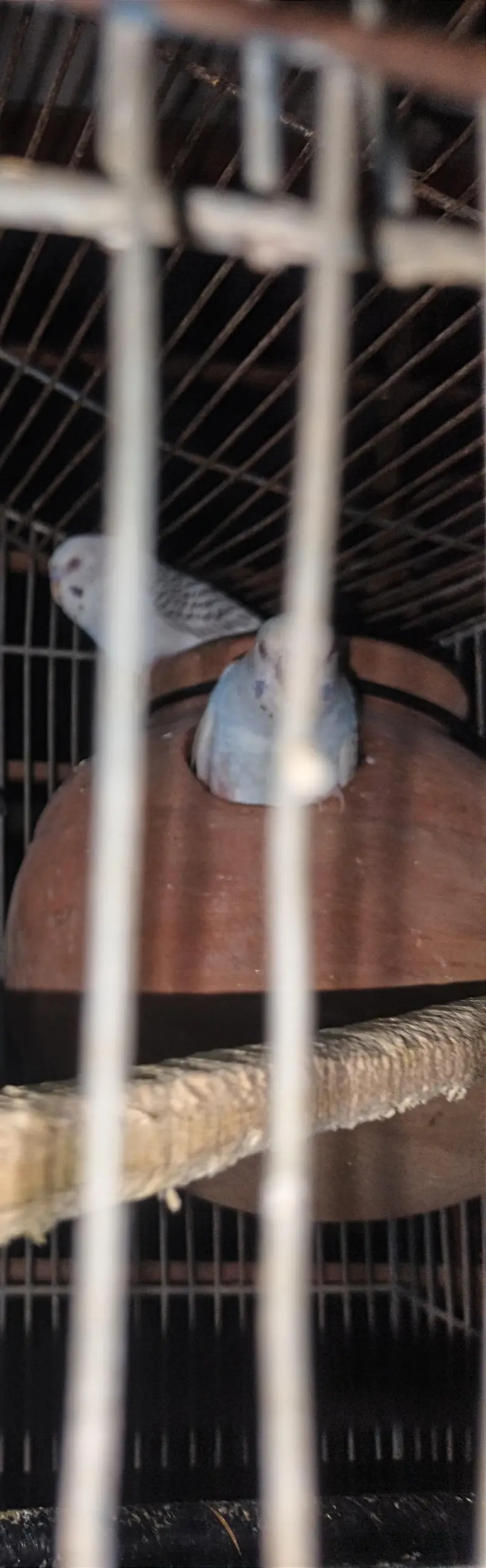 Birds for sell — photo 8
