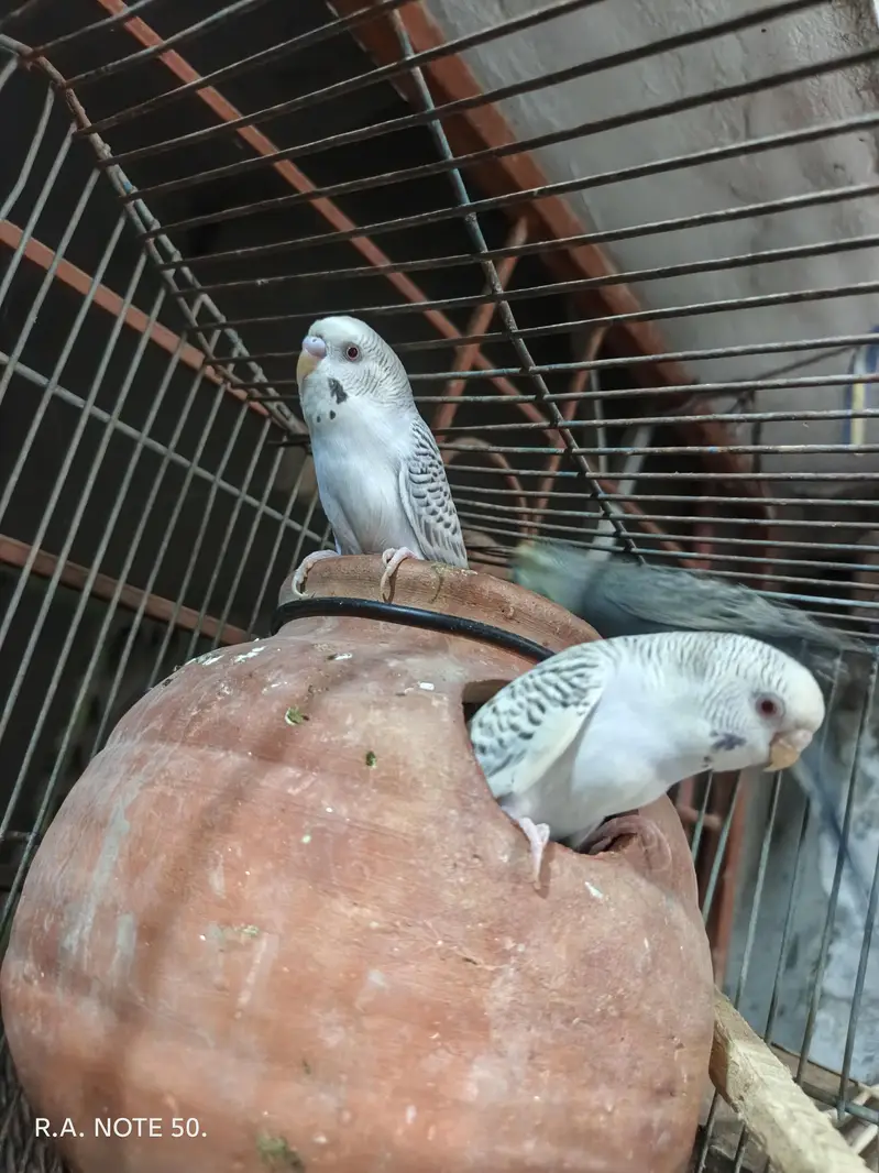 Birds for sell — photo 9