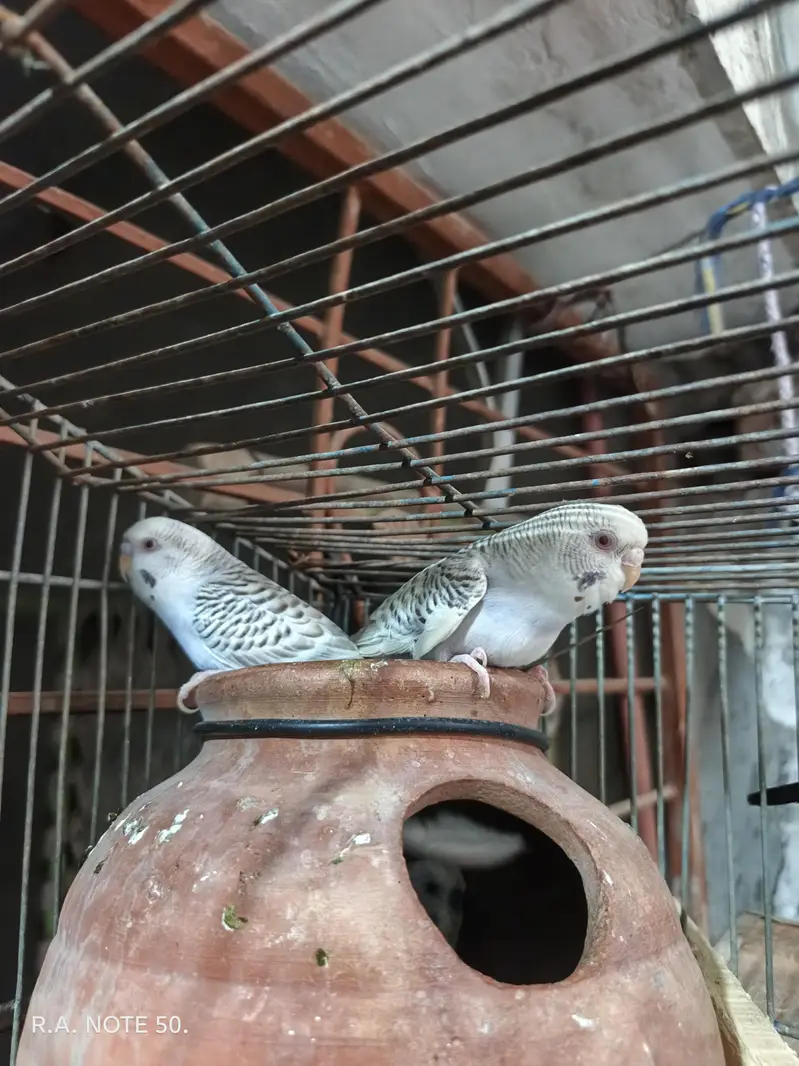 Birds for sell — photo 10