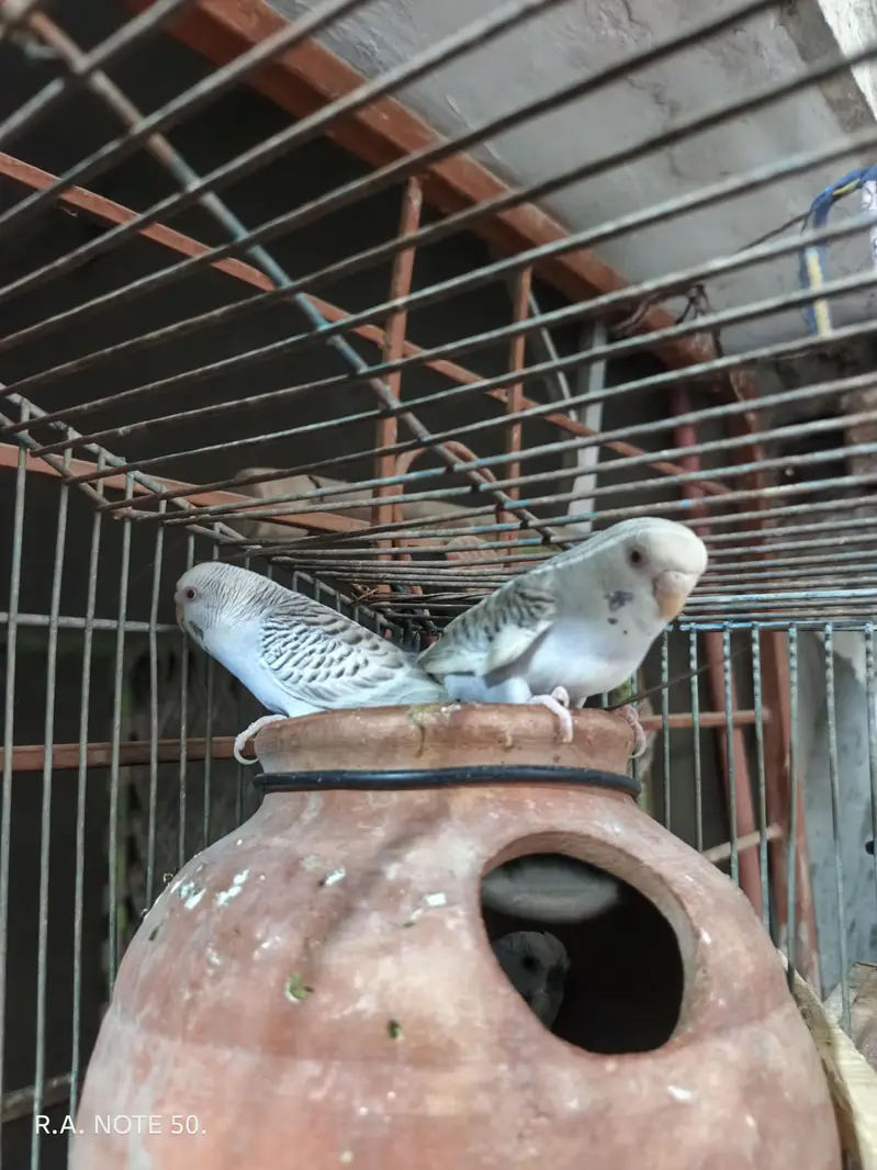 Birds for sell — photo 12