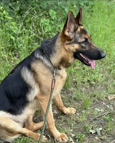 German Shepherd female high-quality show class Fimale