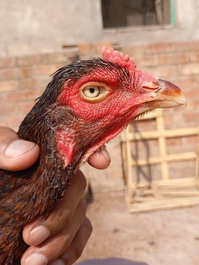 pure miawali old blood line female