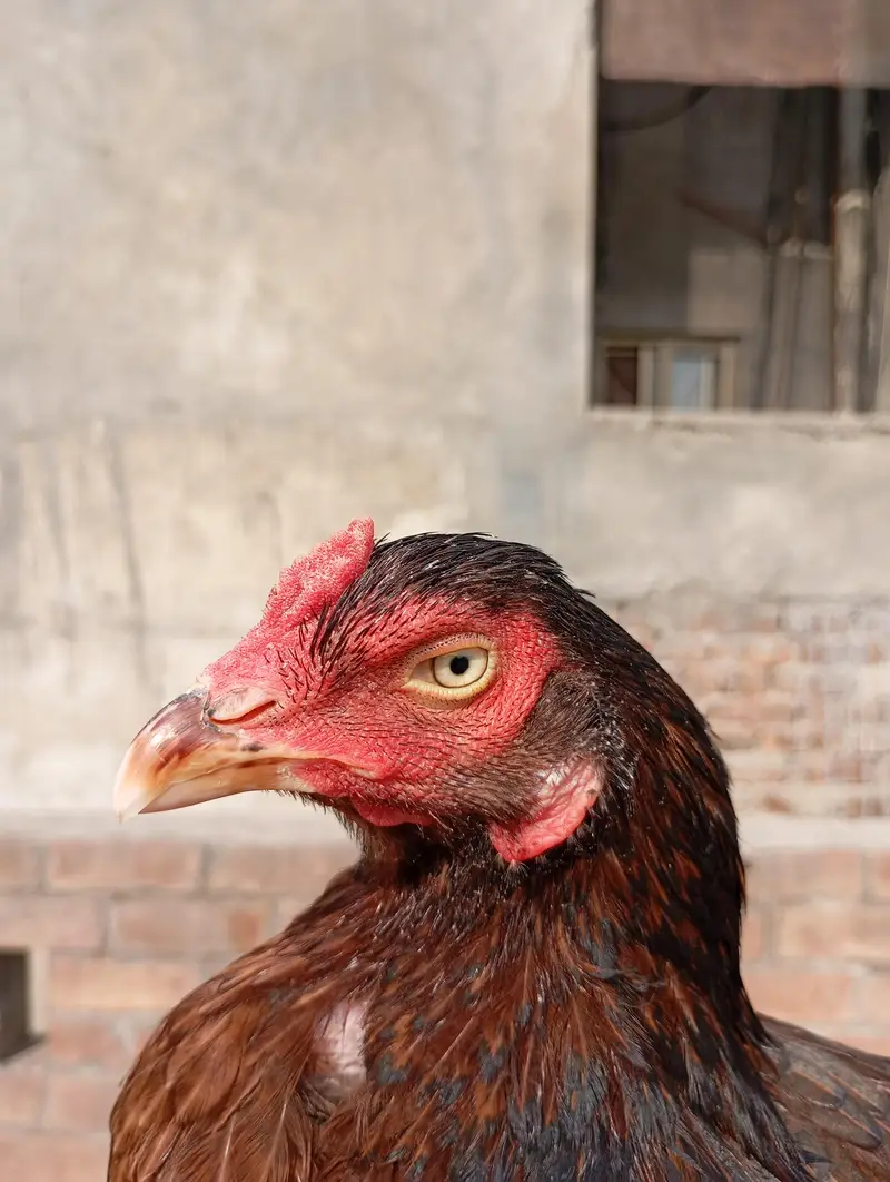 pure miawali old blood line female — photo 2