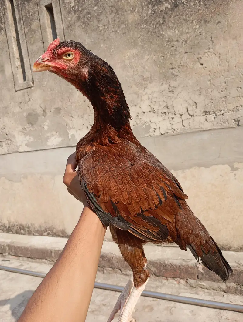 pure miawali old blood line female — photo 8