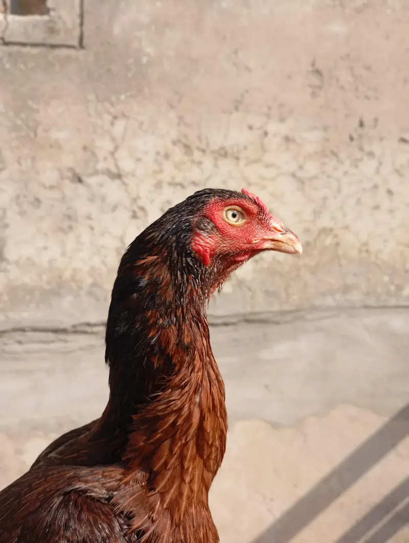 pure miawali old blood line female — photo 11