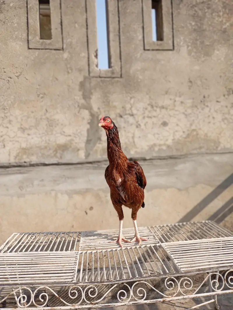 pure miawali old blood line female — photo 12