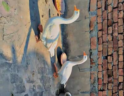 Pure White Big Ducks Available for Sale – Healthy & Beautiful Pair