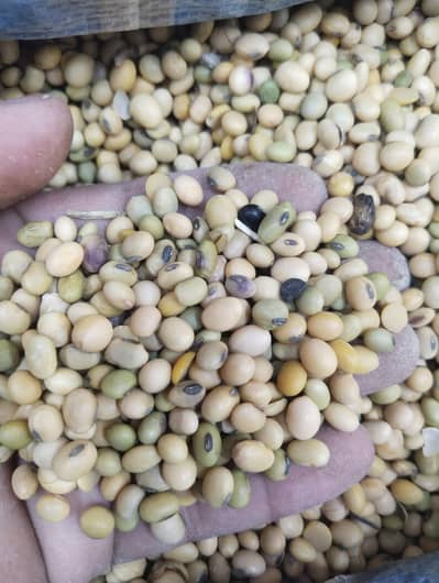 Soya bean