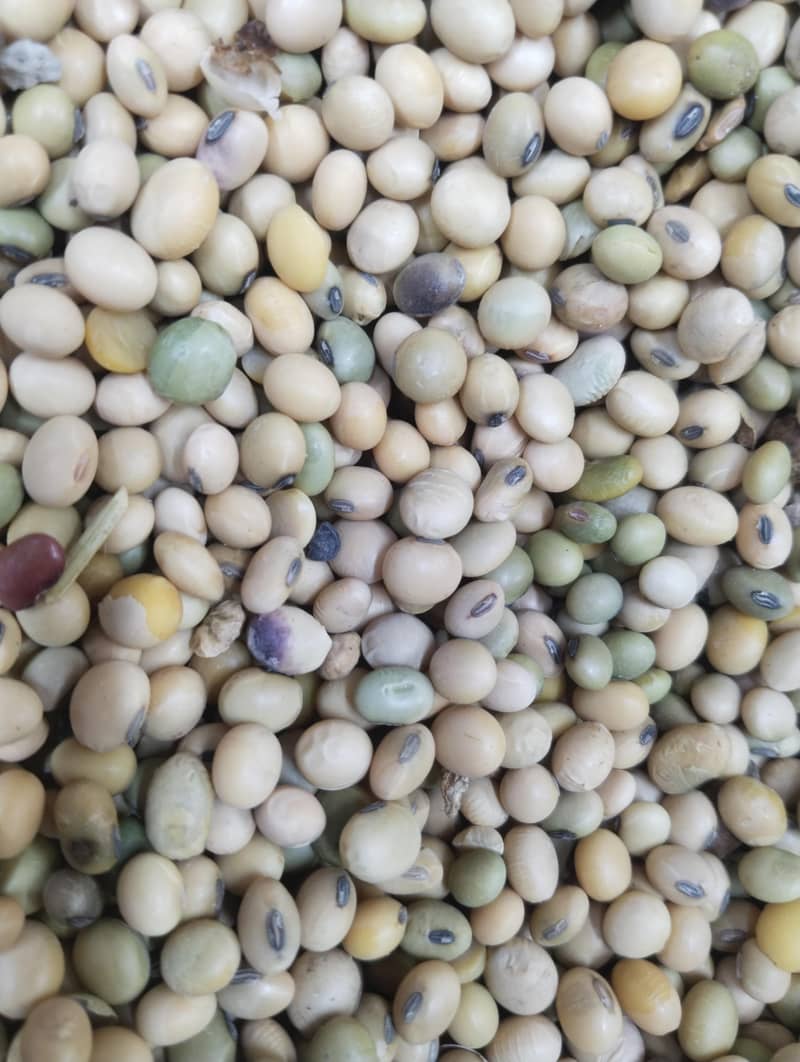Soya bean 1