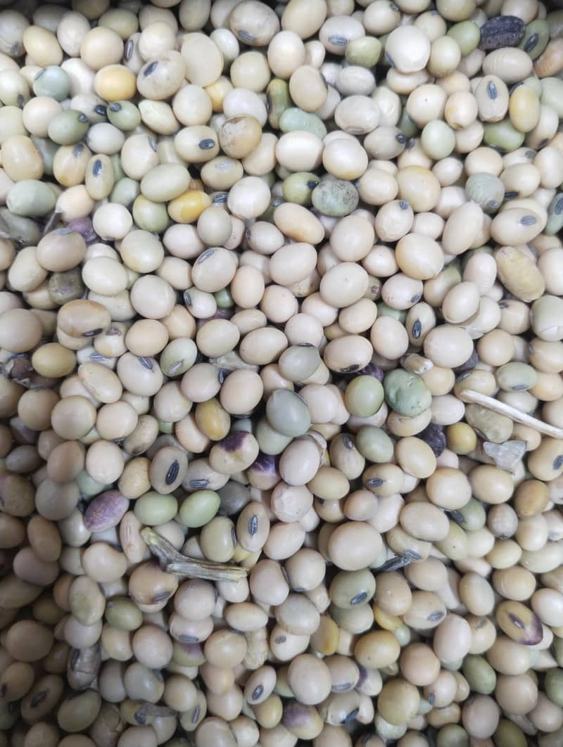 Soya bean 2