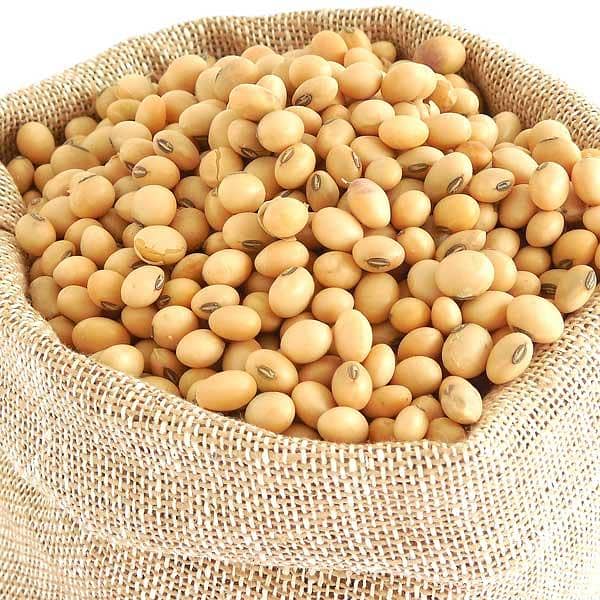 Soya bean 6