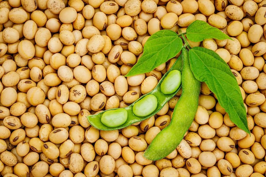 Soya bean 8