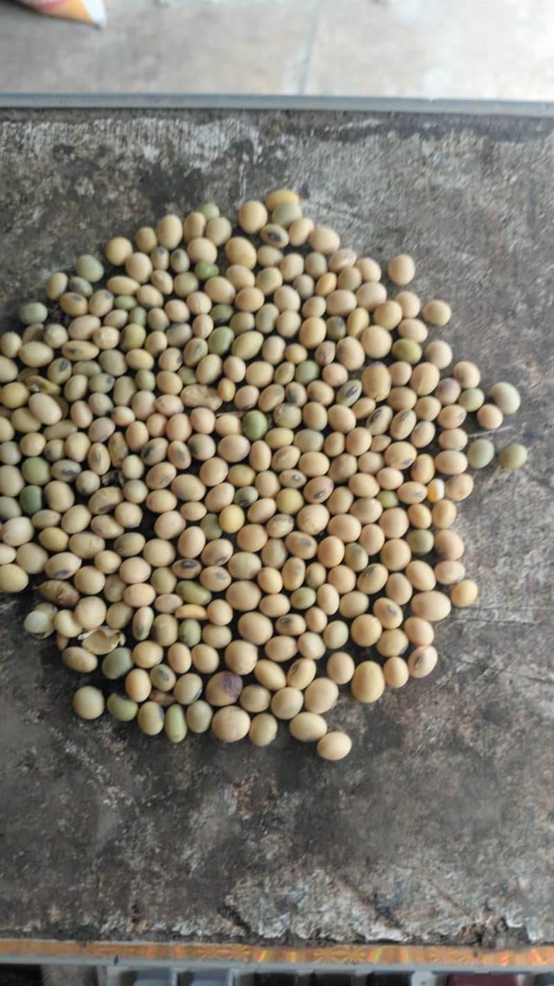 Soya bean 9
