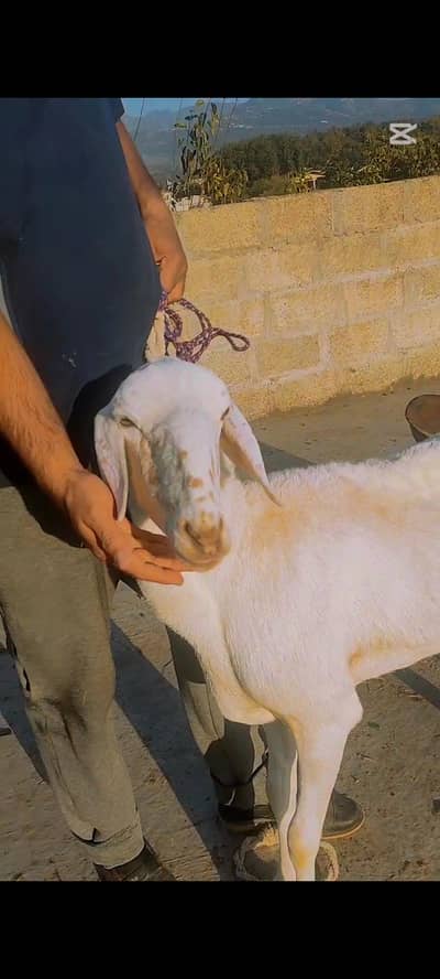 Turkey breed Dumbi