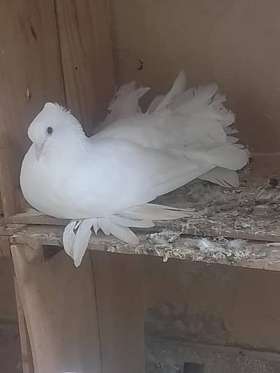 Elite class English fantail