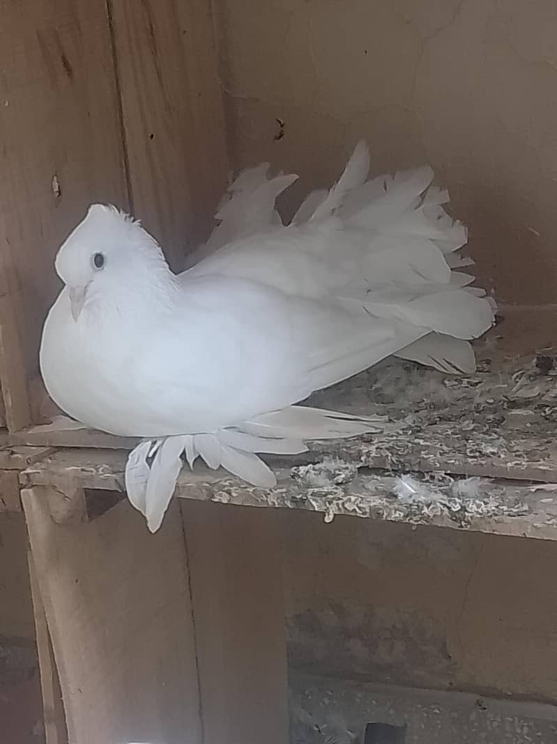 Elite class English fantail - Pigeons - 1120876459