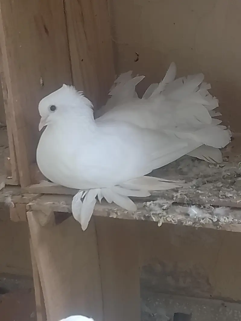 Elite class English fantail — photo 2