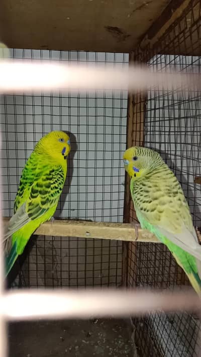 lemon tcb breeder pair available