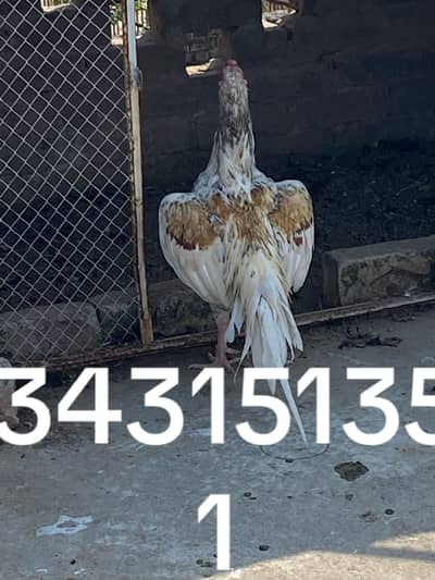 Healthy murgha for sale