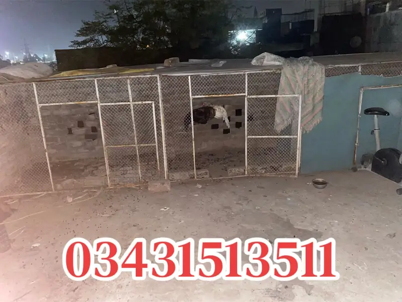 Healthy murgha for sale — photo 4