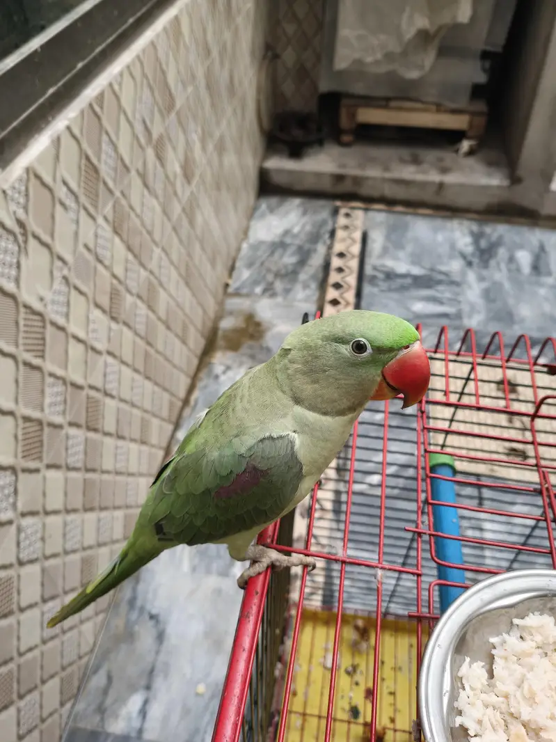 Baby Male Raw Parrot – Hand Tame