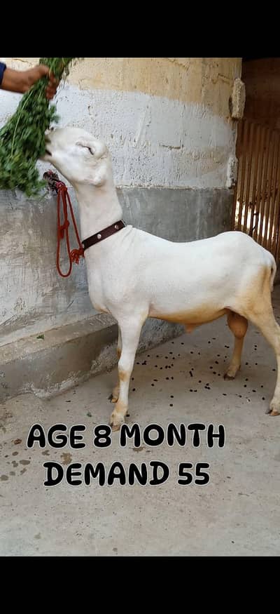 3 larkana Dumba 1 Mundra location Karachi ORANGI TWON