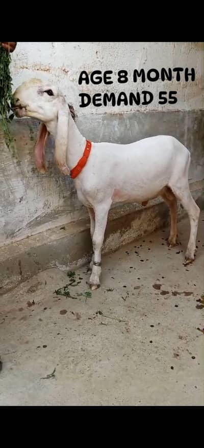 2 larkana Dumba 1 Mundra location Karachi ORANGI TWON