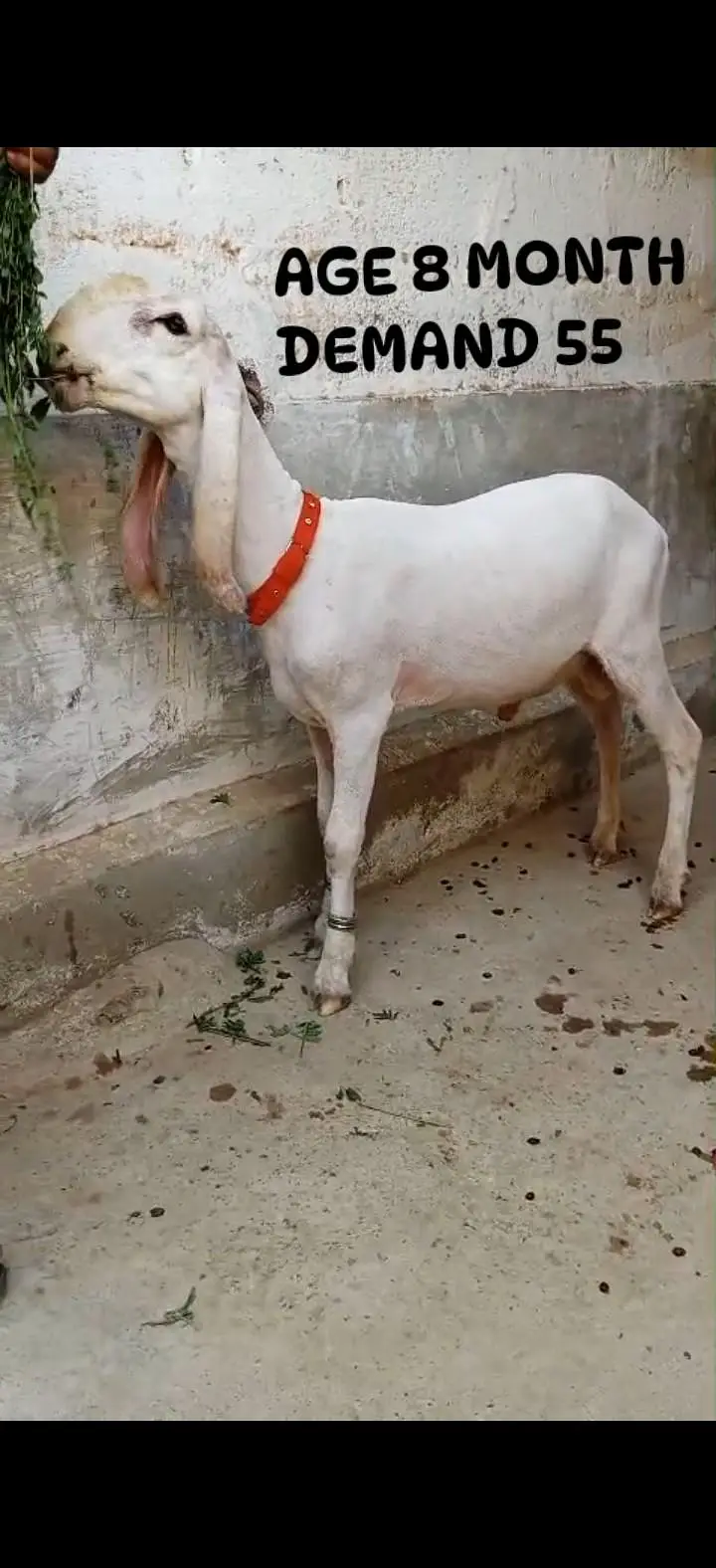 3 larkana Dumba 1 Mundra location Karachi ORANGI TWON — photo 2