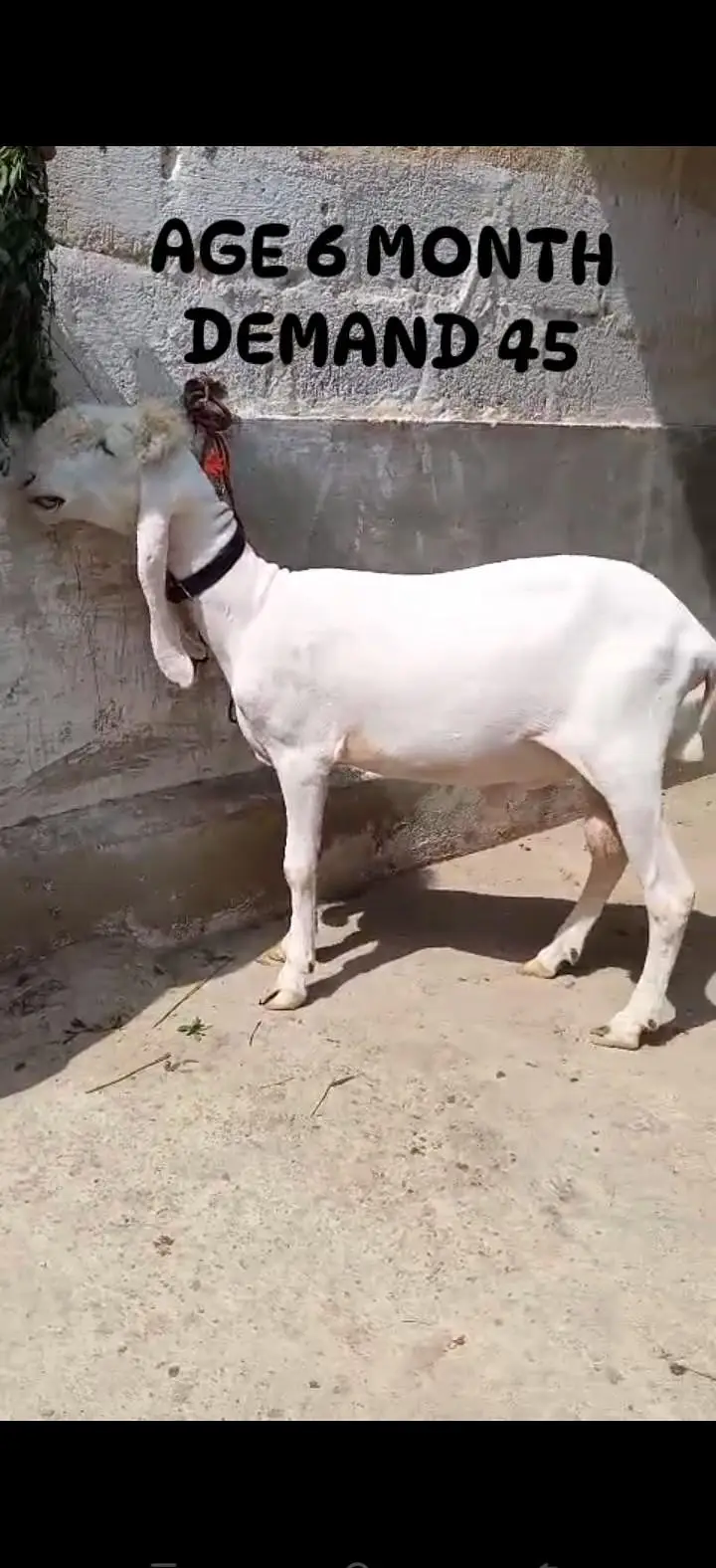 3 larkana Dumba 1 Mundra location Karachi ORANGI TWON — photo 3