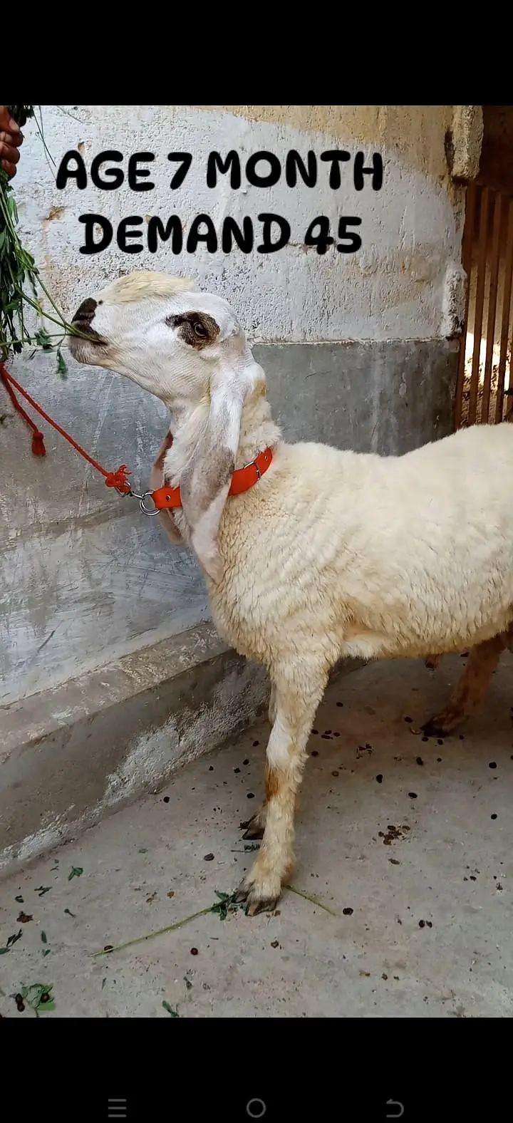 3 larkana Dumba 1 Mundra location Karachi ORANGI TWON — photo 4